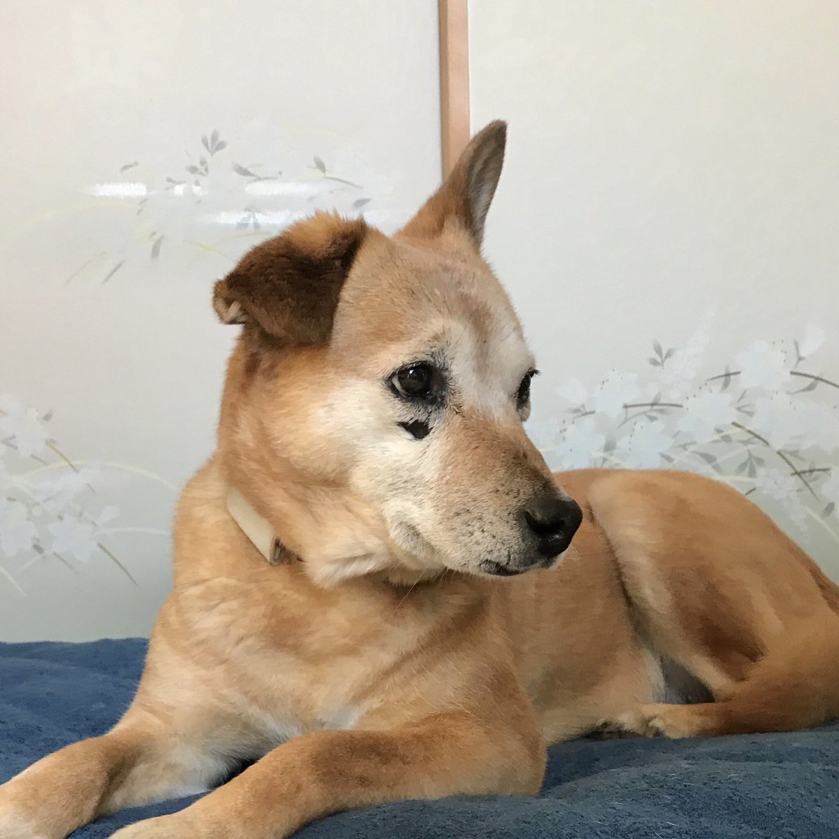 東雲 鈴音 姐さん 犬 は長い間 野良犬だった 仔犬の頃から人間の傍で暮らしてきたわけじゃないから人間にどう接していいか分からないみたいなところがあって 私がずっと近くにいると困った様な顔で私をチラリチラリと見るんだよ