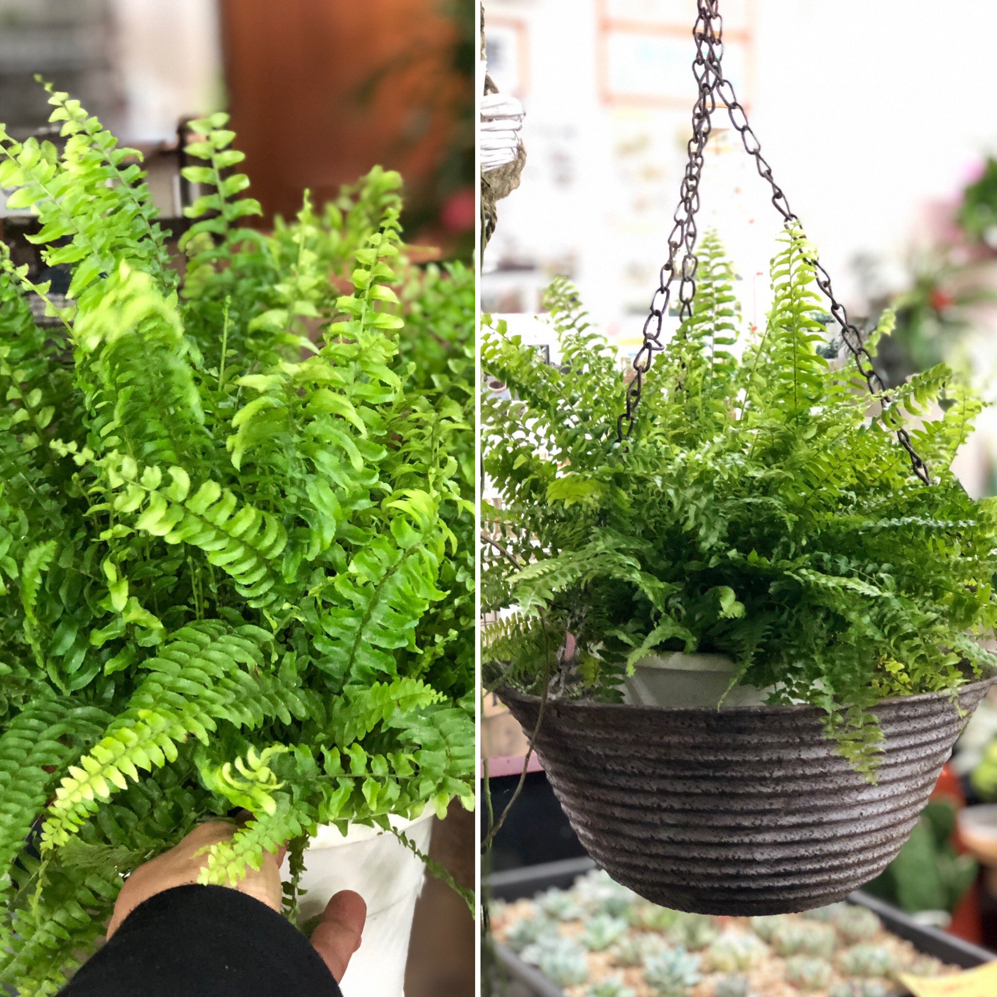 ファニープランツ 人気のシダ植物 ツディ ハンギングにしても 卓上でもかわいい 霧吹きの葉水と水やりをたっぷりあげると新芽モジャモジャでて育ちますよ 観葉植物 Funnyplants ファニープランツ 栃木 小山市 観葉植物専門店 インテリア