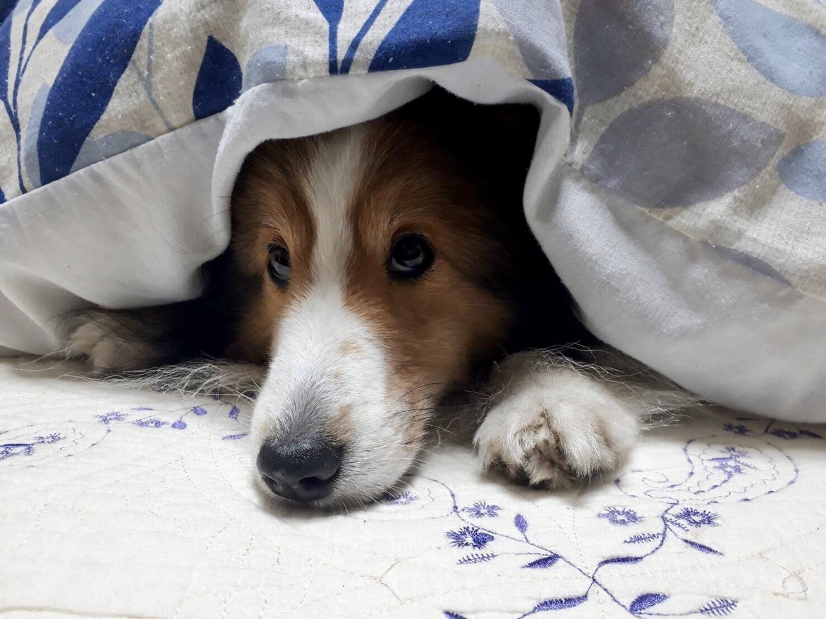 天気が悪いと気分もあまり上がらない。。
#シェルティ