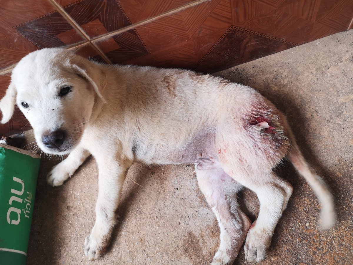 luckynee's tweet image. ทุกคนนนน ฮือออ น้องหมาที่บ้านโดนรถทับขาหัก เราไม่มีเงินพอจะพาน้องไปหาหมอ 😭😭😭😭😭 ไม่เคยเปิดบริจาคเลย ใครผ่านทวิตนี้ช่วยเราด้วยนะคะ #ทวิตดีคนรีน้อย #หมา