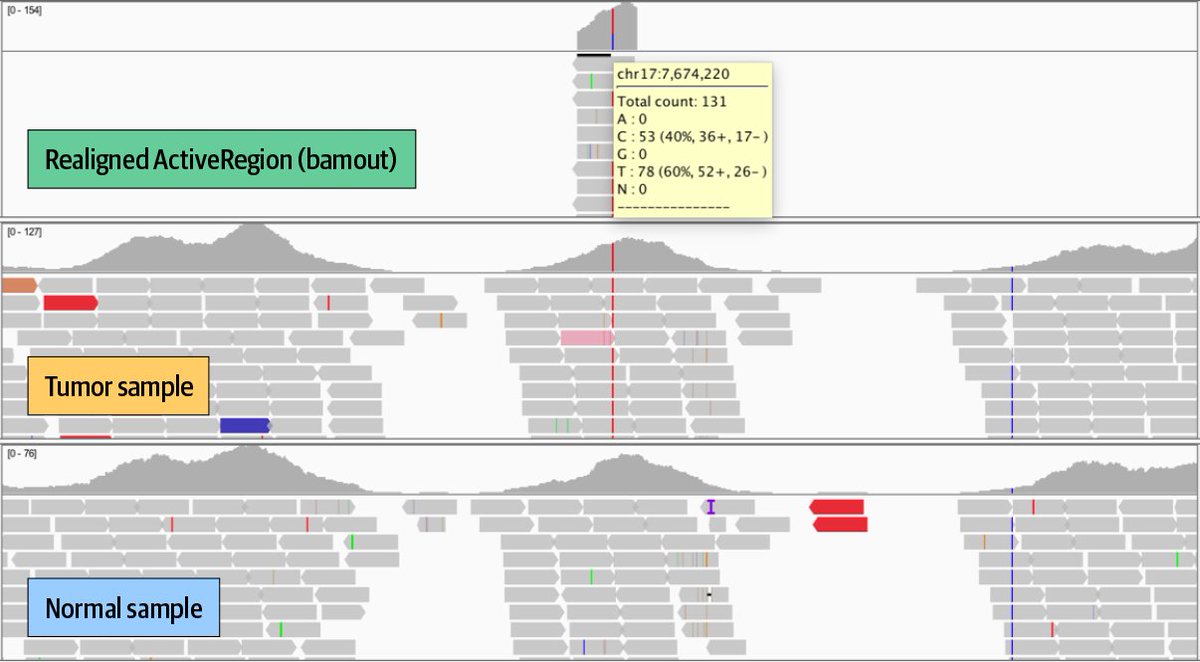 7- #GATK Best Practices for Somatic Variant Discovery: Switching gears to cancer genomics with a rundown of how somatic calling is different; step by step through the pipelines for somatic short variants (Mutect2) and copy number alterations.