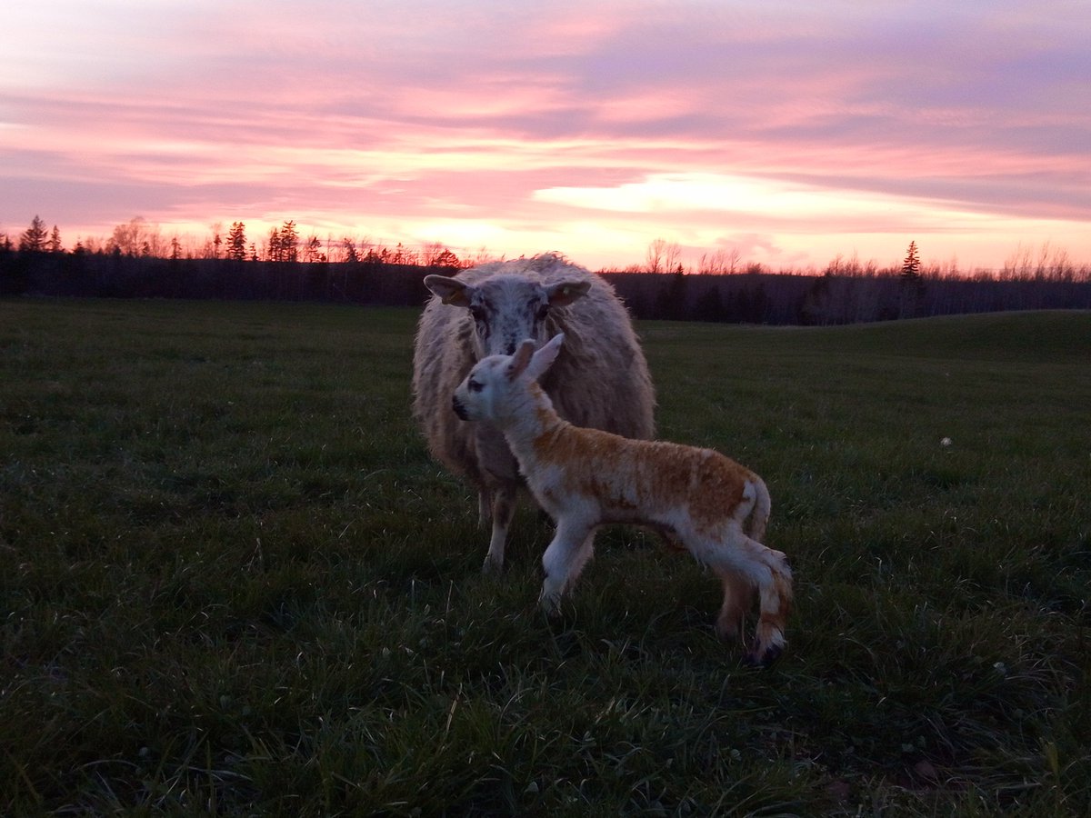 Nova Scotia Shepherd tweet media