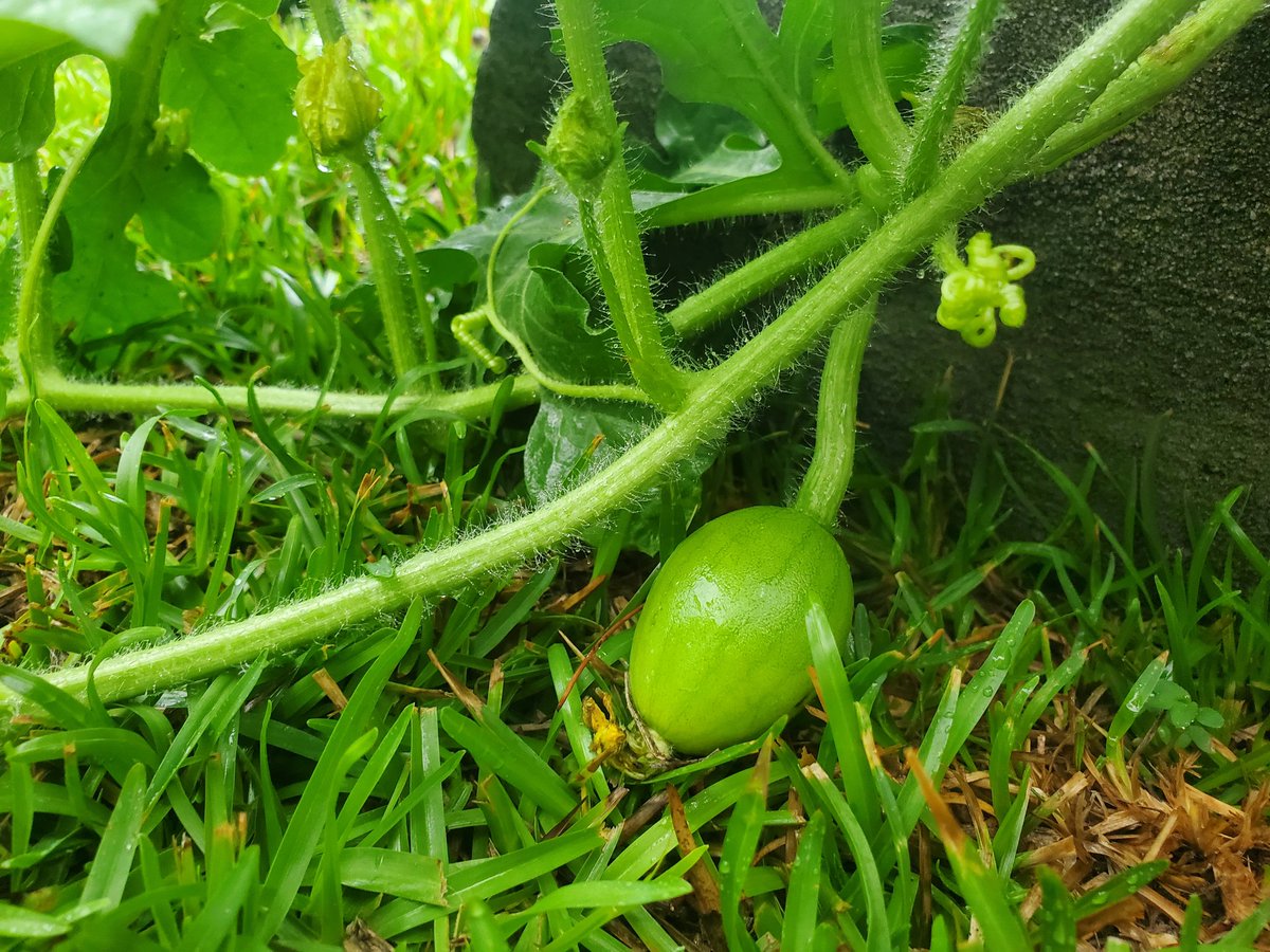 First Black Diamond Watermelon in here! 