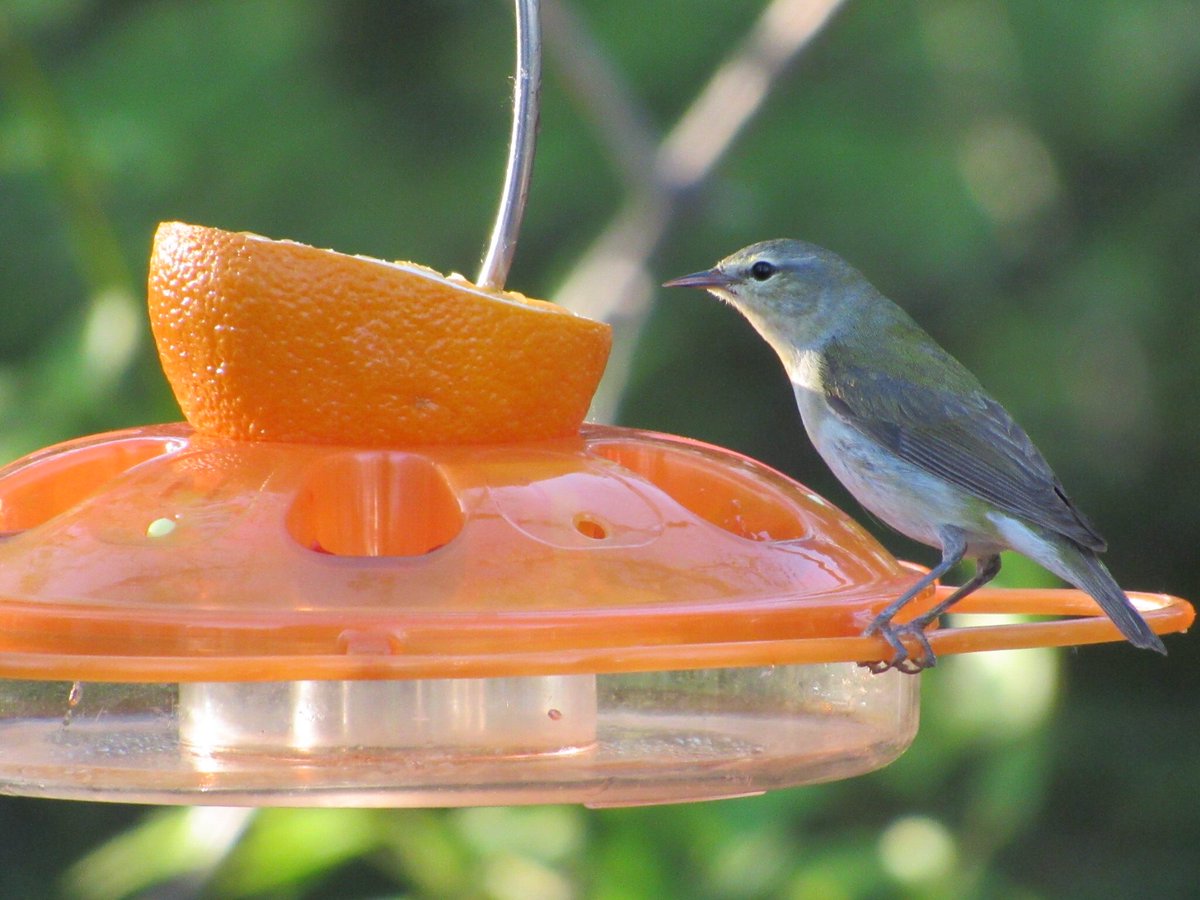 puttsandmutts's tweet image. Tennessee Warbler at my jelly feeder, 5th day in a row! #TennesseeWarbler #SpringMigration #Warblers #TwitterNatureCommunity #Birding