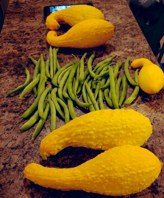 85RosiePosie85's tweet photo. What did you do to keep busy while we had all the Covid closures? Well, I started a garden! Look at today’s harvest! #ImAFarmer #NoReally #IstartedAFarmToo #BIGSquash #Greenbeans #findmyphone #iphone8plus #happyharvesting #piggies #chickens #FarmLife https://t.co/9XzPW9wHJr