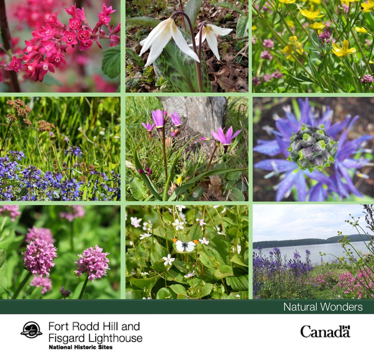 FortRoddFisgard's tweet photo. Get to know your #NatureNeighbour!
Flower season is here! Follow us as we introduce you to a variety of plant species that #BackyardXplorers can spot while social distancing outdoors!
#ParksHomeAdventure
#GrowingTogether https://t.co/RUBOXtseMT