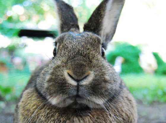 HomesteadOrg's tweet photo. “Here’s our tale, embarking on the endeavor of #raisingmeatrabbits.  With me, the entire time hoping we could somehow just keep the #bunnies for #pets.” #homesteading #homestead #farmlife #growyourownfood #rabbits #homesteadlife #growyourown #homegrown https://t.co/5s02Ox3ABe https://t.co/71giyiysy0
