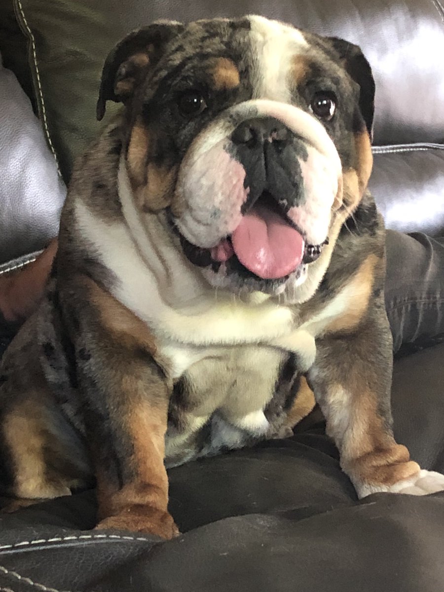 Please share.  Today at 330 pm Burrito was taken from our yard in salmon creek, Vancouver wa.  We are devastated and mom is laying on the floor vomiting and crying.   huge reward for her safe return no questions asked.  Please share everywhere    503-348-2606