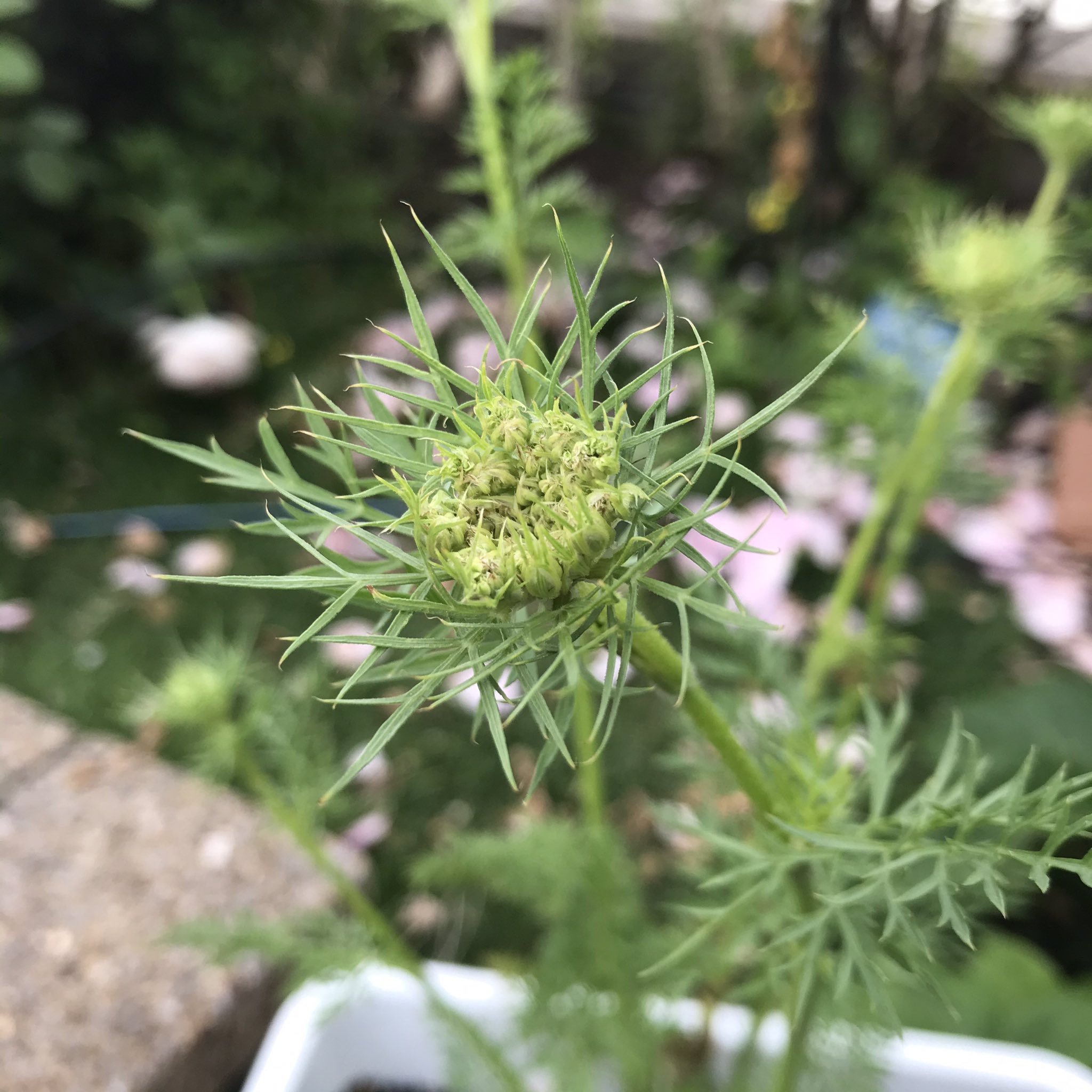 花ごころ通信 公式 かわいい お洒落な宿根草みたいです 家庭菜園 ニンジン リボベジ リボーンベジタブル T Co Brfll7t0ev Twitter