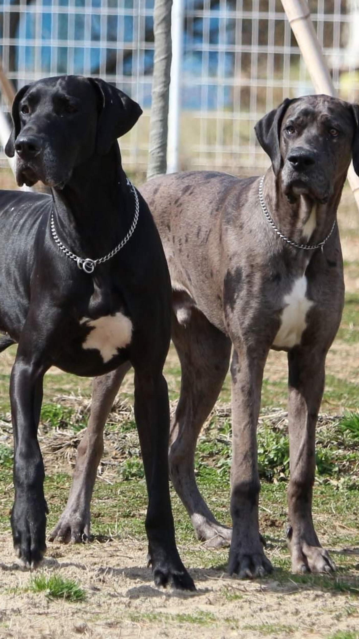 Nakochan7 我が家の家族を紹介しま す グレートデンのジェイド 黒 とアッシュ 灰色 猫のピン です そして 虹の橋組のグレートデンのサン 一応ハルクイン グレイ 灰白色 です ゴールデンレトリーバー が初代犬 バーニーズ