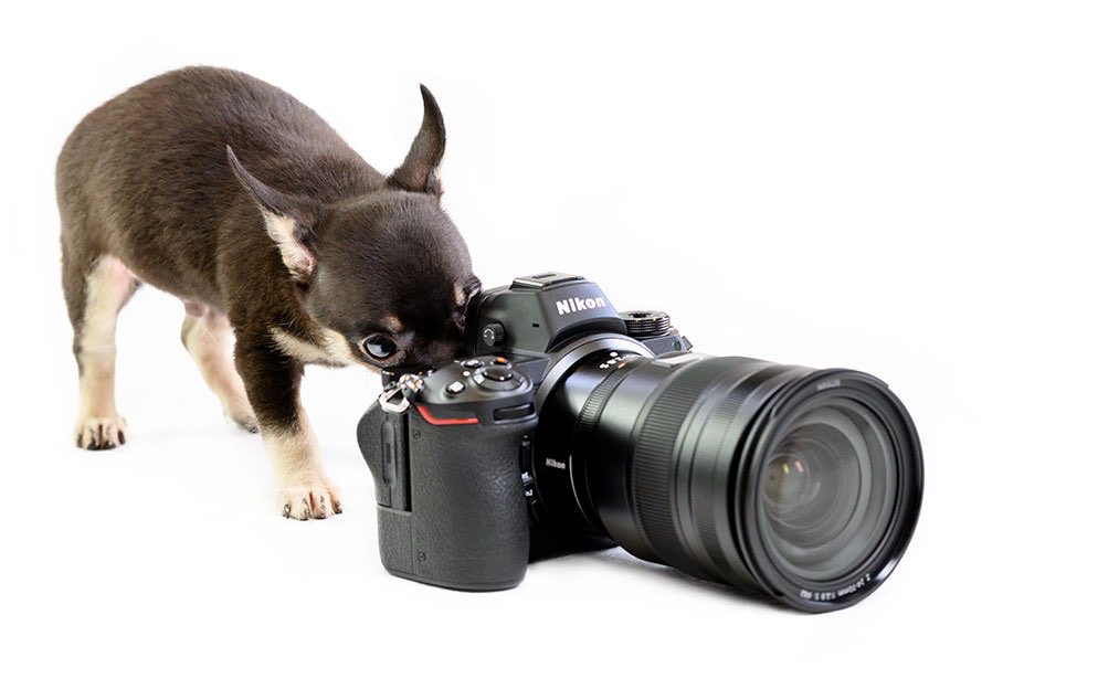 Happy  #NationalRescueDogDay from most of the pups in this <a href="/NikonUSA/">NikonUSA</a> BTS from my Nikon Puppies photo shoot: youtu.be/OPfb4ffFoqY. 

Thank you <a href="/peaklabrescue/">Peak Lab Rescue</a> &amp; @farmfriendsresq for helping so many #puppies &amp; #dogs find homes! ❤️ 
#nikonlove
