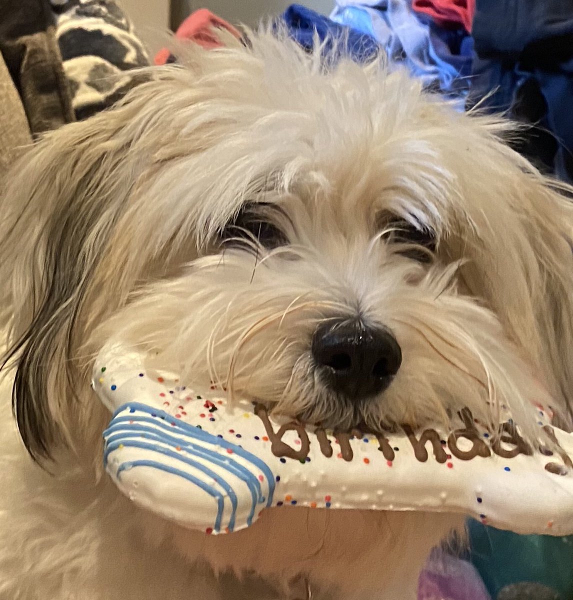 CotonMaltese's tweet photo. It was my sing a song to and feed me a snack day! https://t.co/ZQD7GFkFZI