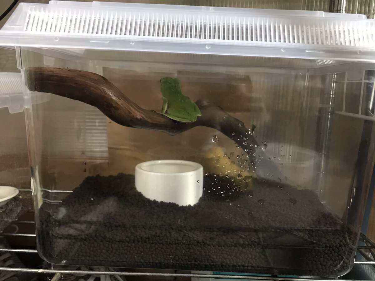 カエル飼育 カエル飼育