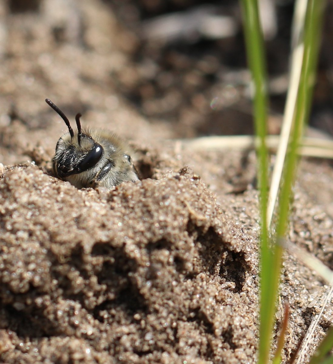 MichelleVohs's tweet photo. Let's celebrate our over 20,000 wild bees! Happy #WorldBeeDay2020 Our native pollinators need much more love #colletesinaequalis #savethenativebees https://t.co/EwAOwRYWjz