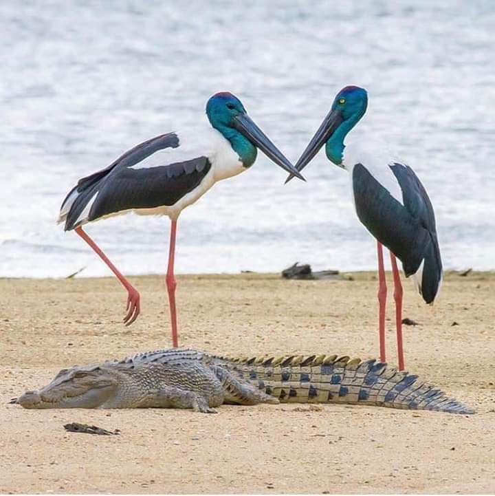 R_Ahmed32's tweet photo. Birds💚💛��
#wildlifephotography #birds #bird #birdwatching #birding #BirdsofPrey #wildlife #NaturePhotography https://t.co/IOZ33giaKL