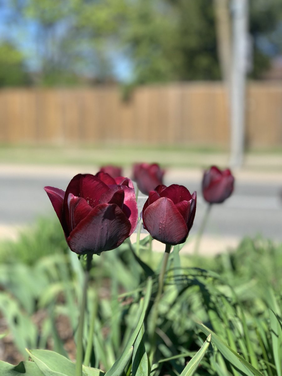 akrred's tweet image. My 10km #solorun was filled w ☀️! Stopped off @SevaFoodBank week 10 is humming along. I don’t think anyone imagined we’d be #SelfDistancing for this long, &amp;amp; much much longer it seems.