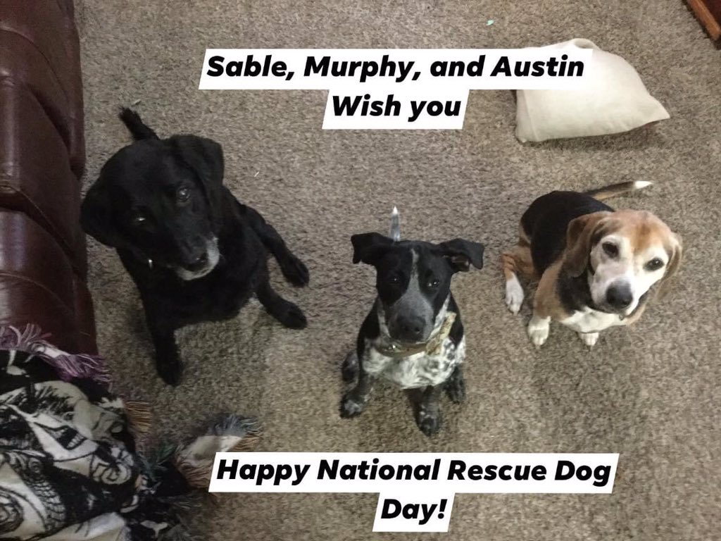kip2malu's tweet photo. #NationalRescueDogDay #blacklab #HeelerPitMix #beaglefacts #beagle #SableDog #AustinDog https://t.co/vUaISn59oK