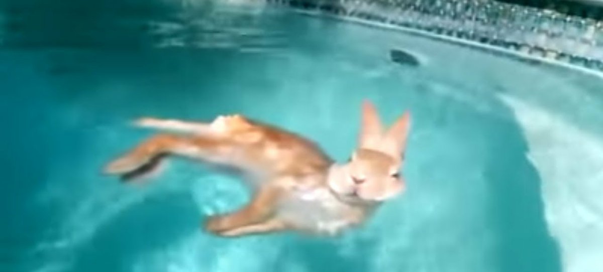 Смешной заяц в бассейне. Rabbit swim. Rabbit swim. Rabbit swim. Морские зайчики.
