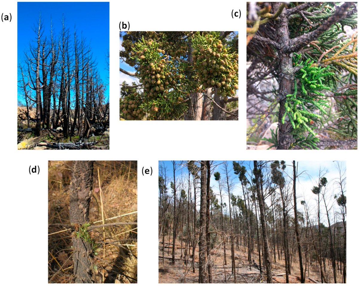 Fire_MDPI's tweet photo. Classification of Post-Fire Responses of Woody Plants to include Pyrophobic Communities
https://t.co/LnAqkjhDLB
#conifers
#Callitris
#canopyfire
#fire https://t.co/Y4t9CZvMpz