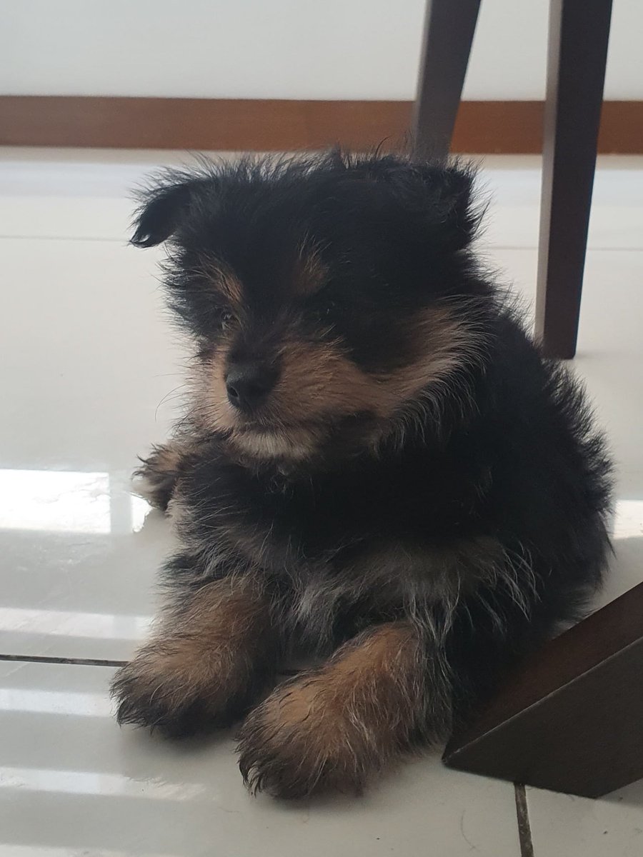 dogsnibian's tweet photo. Pogi Popo in da haus 💕 https://t.co/dySLqv9SWV