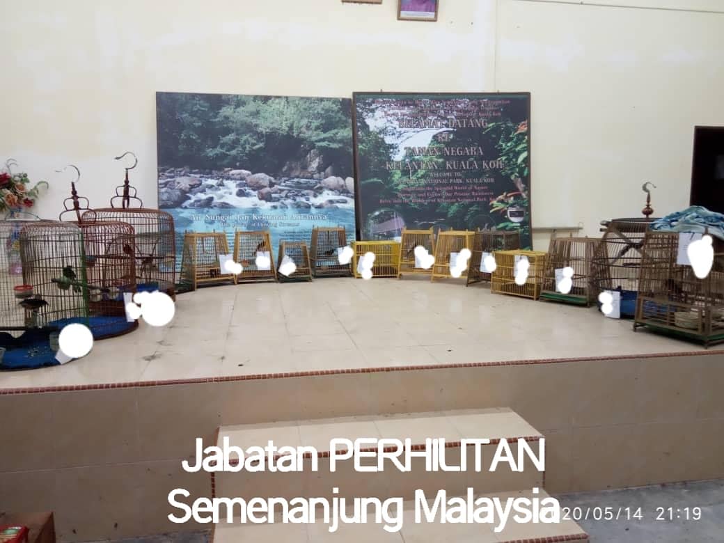 Jabatan Perhilitan On Twitter Seorang Lelaki Telah Ditahan Kerana Memiliki Hidupan Liar Tanpa Lesen Dan Permit Khas Yang Sah Daripada Jabatan Perhilitan Kes Disiasat Di Bawah Seksyen 60 Dan Seksyen 68 Akta