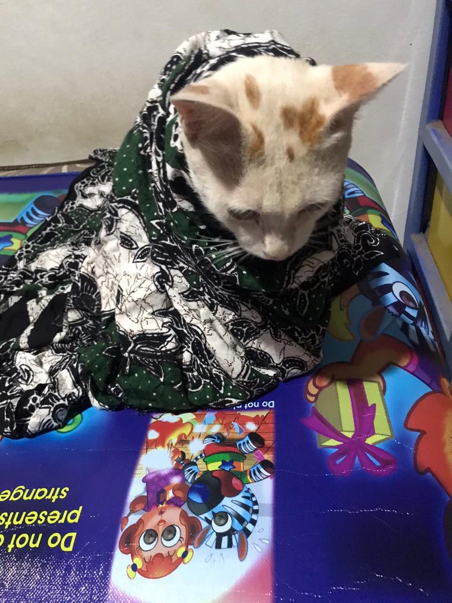 Meong' mulu kedinginan menurut gua trs gua slimutin:)