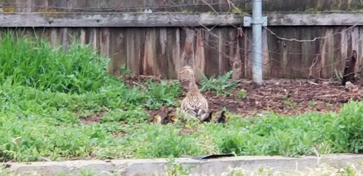 IDJoe4Idaho's tweet photo. We got ducks on the "farm".
#projectCovid #victorygarden is well under way.
#Agorism
#agriculture #Anarchy https://t.co/bctwO8XHlR