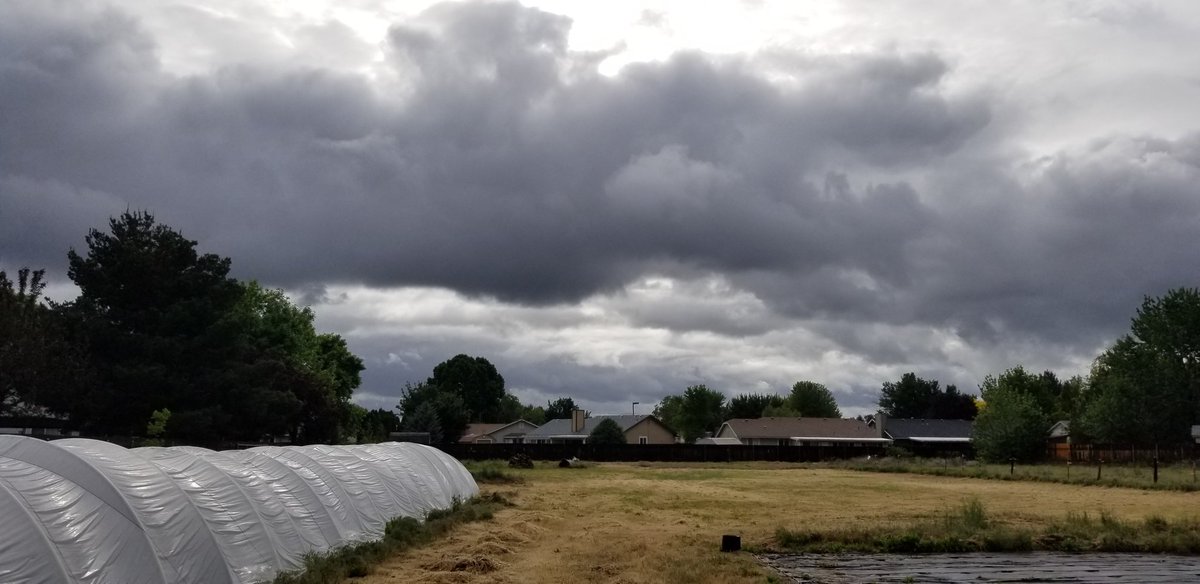 IDJoe4Idaho's tweet photo. We got ducks on the "farm".
#projectCovid #victorygarden is well under way.
#Agorism
#agriculture #Anarchy https://t.co/bctwO8XHlR