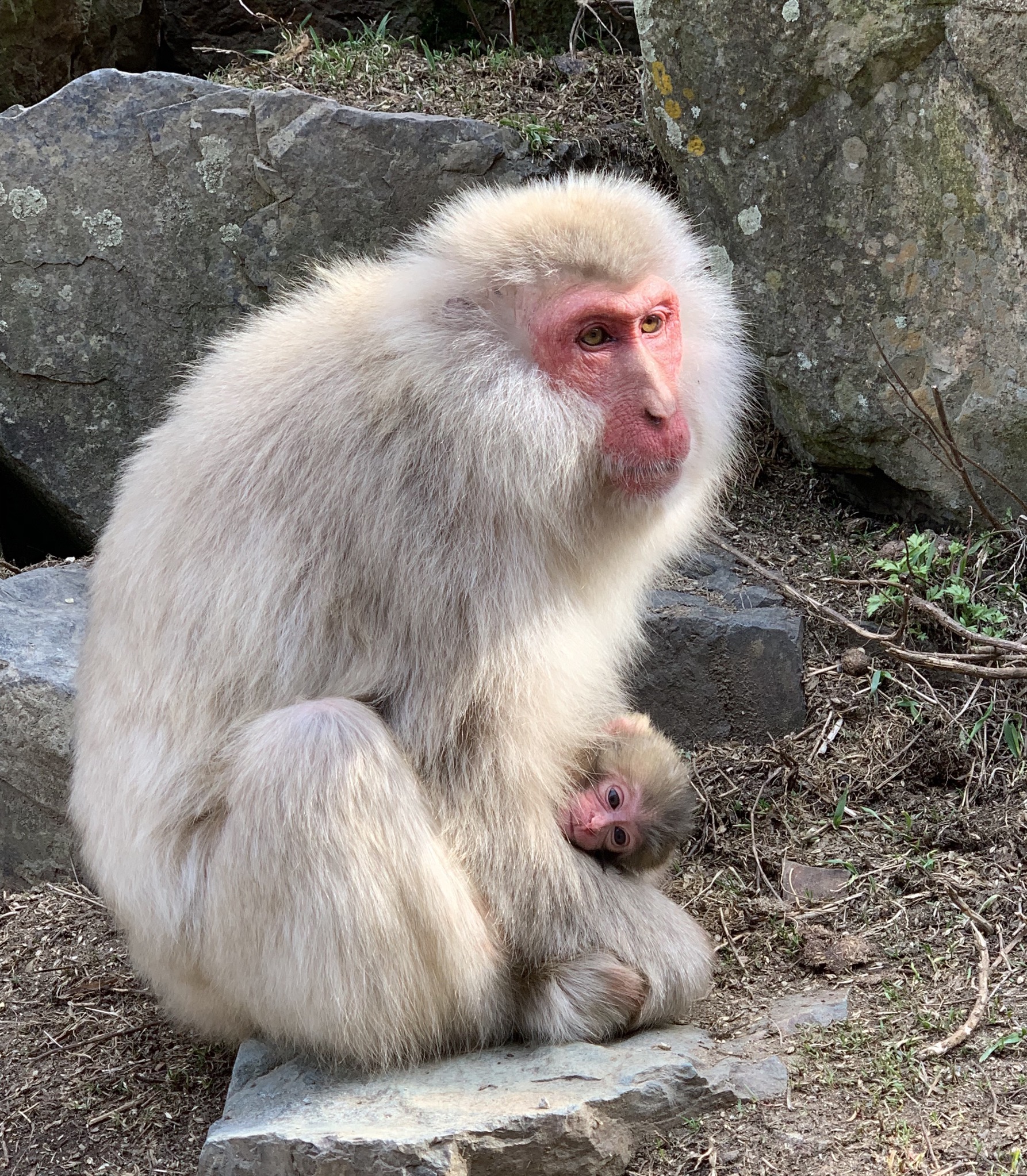 تويتر 地獄谷野猿公苑 公式 على تويتر お久しぶりのサル紹介 トックリ00 今年の春で才 ヒトの寿命を80年 サルの 寿命を25年とするとヒトで言う60才くらいのマダムなサル ファンキーな髪型 体格がよく 白っぽい毛が特徴的なメスの1位でもあります