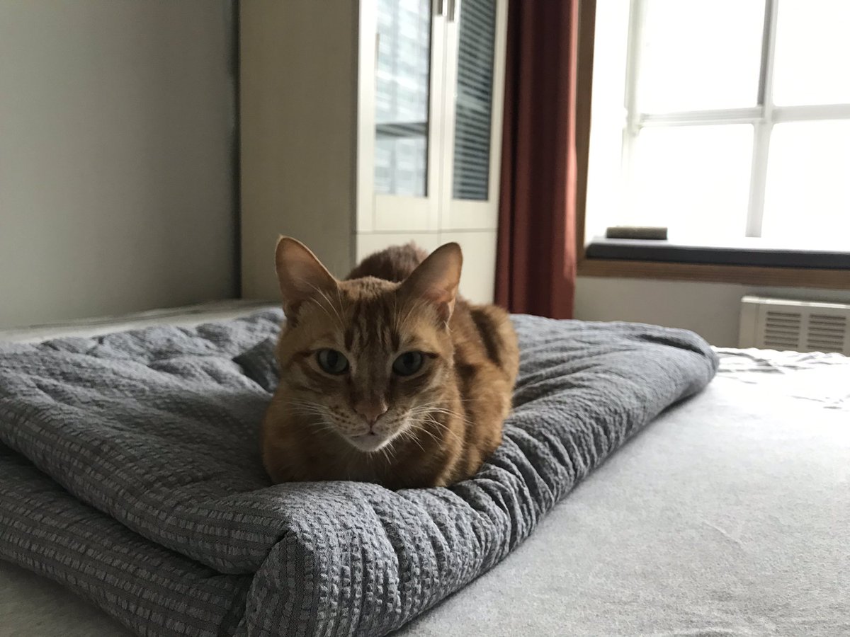 MmeLayman's tweet image. Some of us have been working hard together for the last 2 hours, others have been lazing about. #edurokittens #edurolearning #coetail