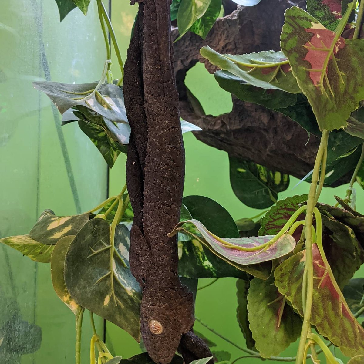 Curious_C_LLC's tweet photo. All the geckos wanted to hang out today ;).
.
.
.
#geckos #geckolove #geckofeet #stickyfeet #toepads #geckotoes #largegeckos https://t.co/jpuOZfUZu7