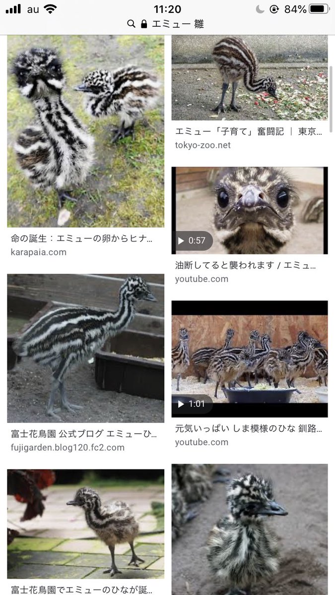 ちーな ぽち エミューたゃかわいいね あんよが大きいから大きくなるね 大きくなるよ