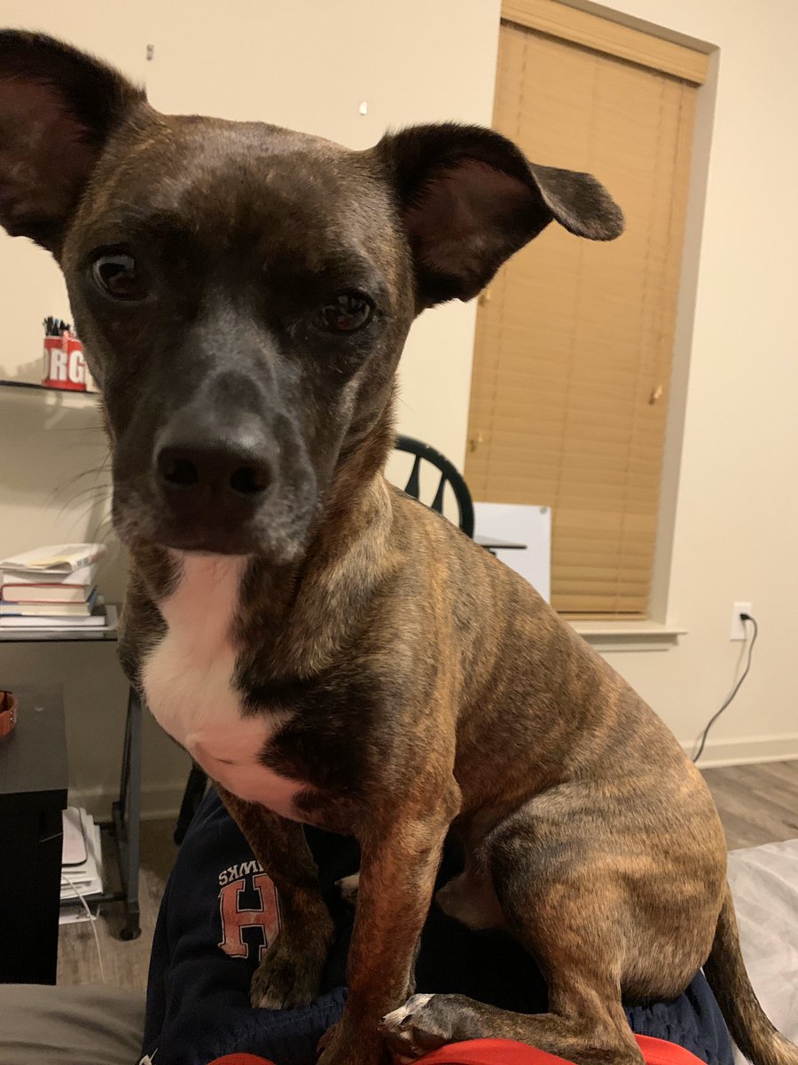 StopColyanMe's tweet photo. Happy #NationalRescueDogDay to my son Sony https://t.co/pquVOV7xiC