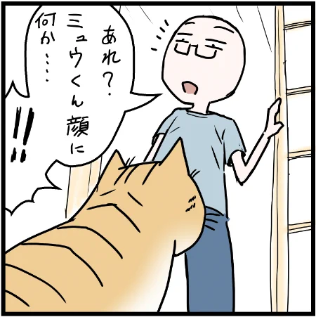 そんなヒゲっぽいのつけてたら
そりゃこうなります・・・w
#猫 