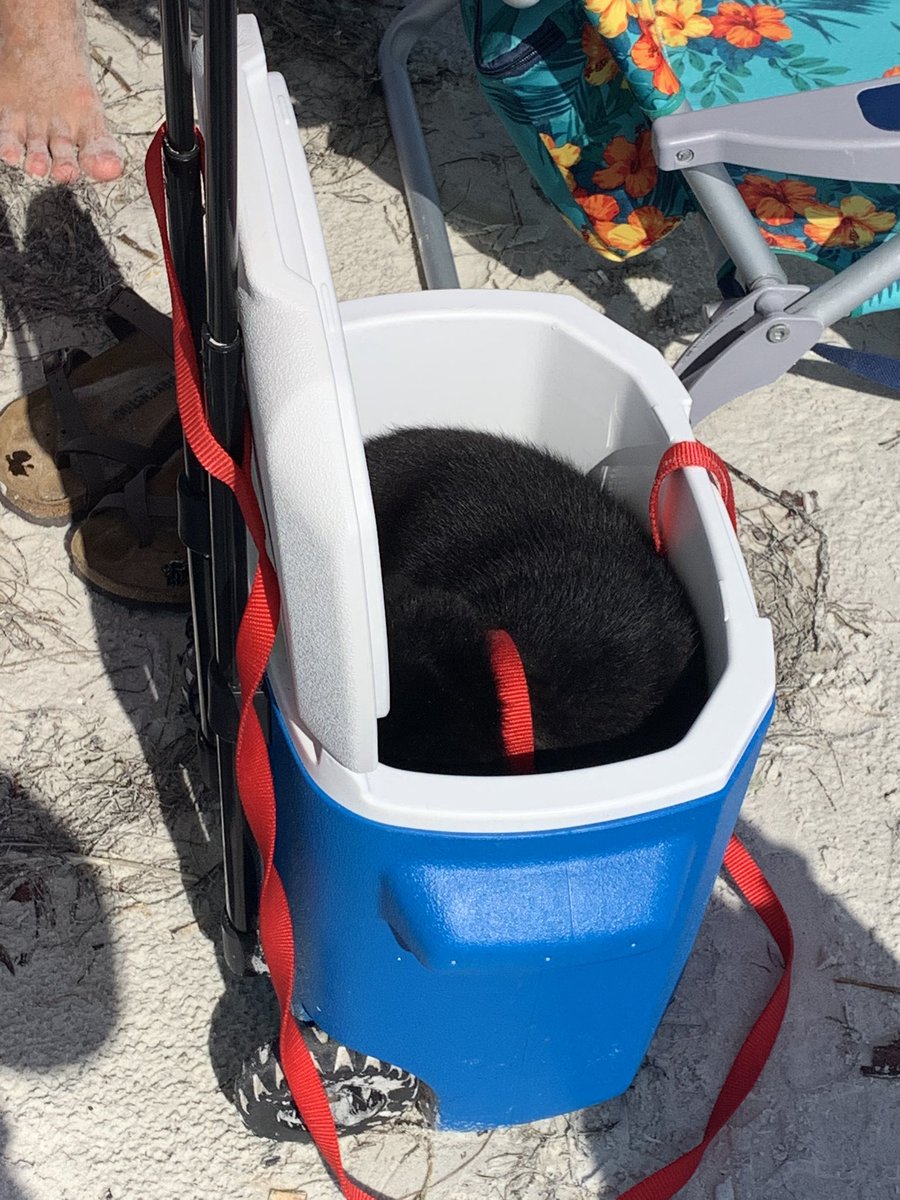 flemsss's tweet photo. Matt: he doesn’t have any Husky in him
Maverick: constantly lays on ice and loves the coolers🙃 https://t.co/3p7GqL1Mwb