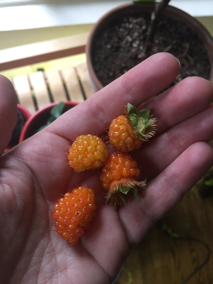 artkitty's tweet photo. Gathering wild salmonberries https://t.co/gh26VFx243