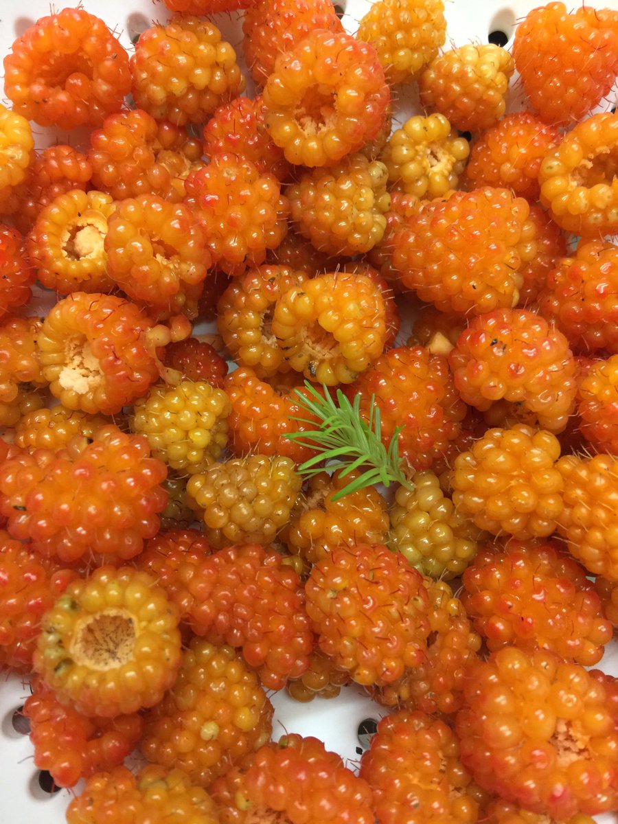 artkitty's tweet photo. Gathering wild salmonberries https://t.co/gh26VFx243