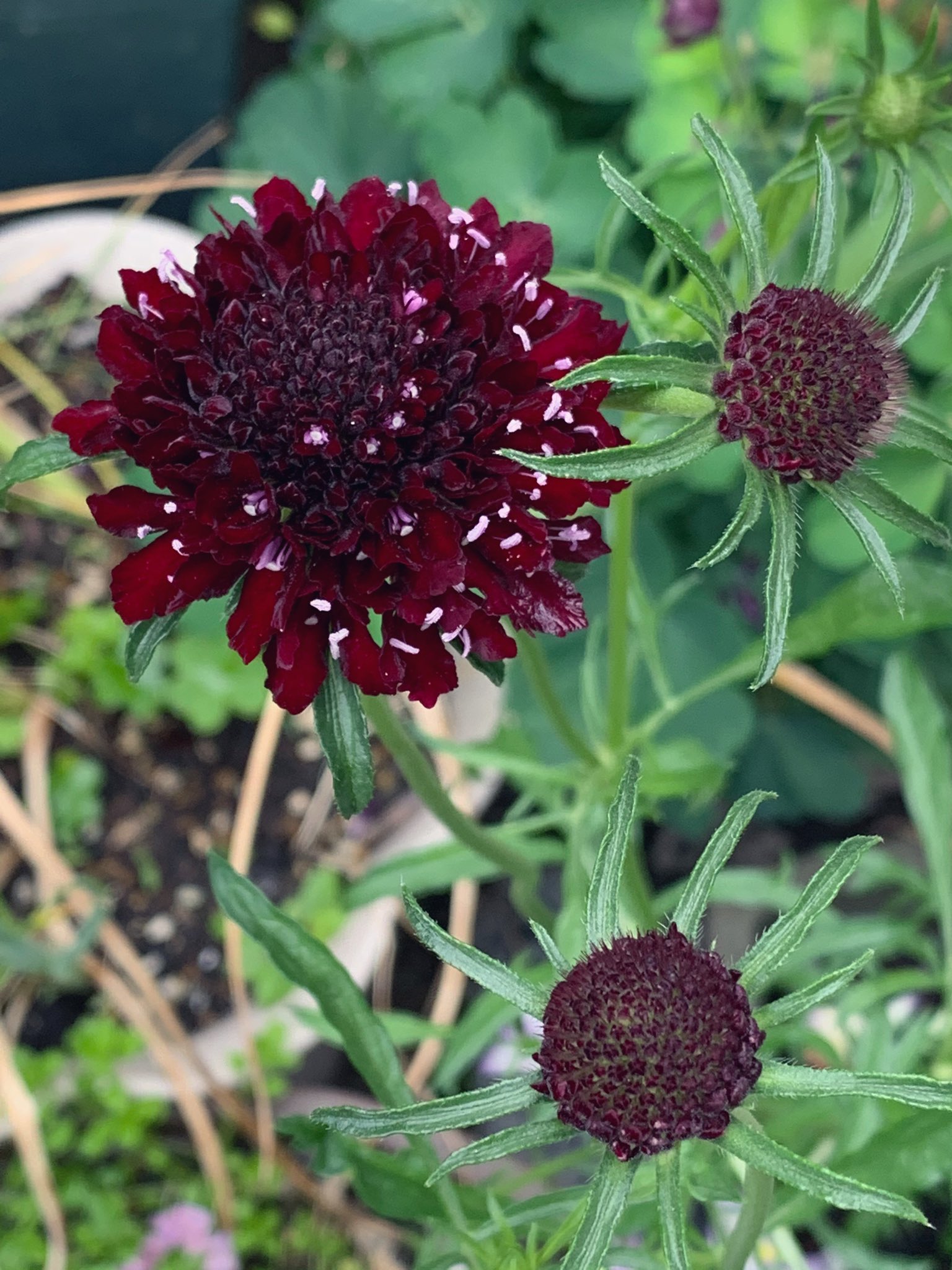 ツキノニワ 月乃庭 次回冬ドルパはtudor Style スカビオサ エースオブスペード 真っ黒なスカビオサ 切り花品種のためよく見かける紫色のスカビオサと比べ茎が長いです 開花するにしたがって色目が赤みを帯びてダークチョコ色になってる 昔育てたのは