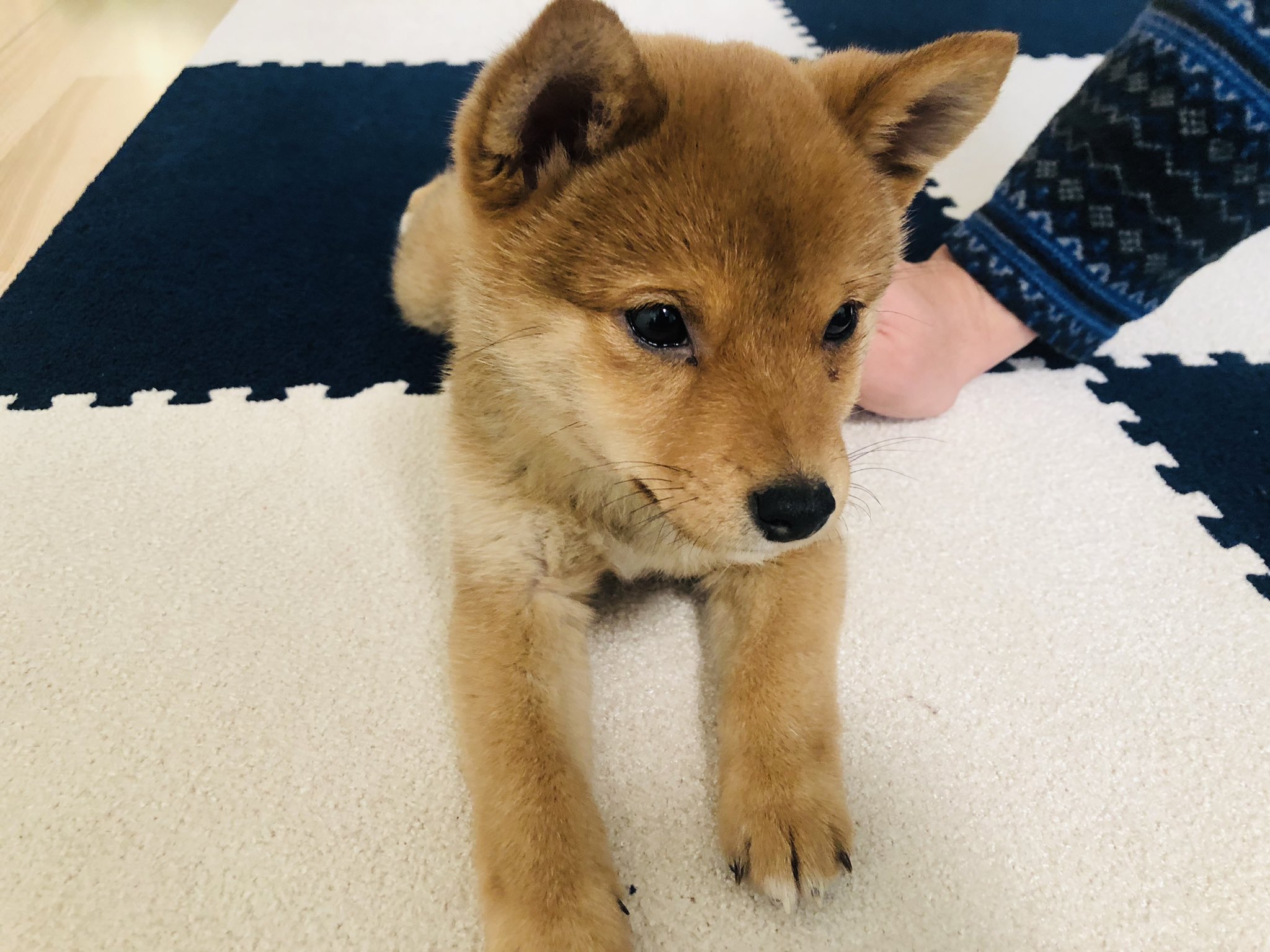 豆柴おもちさん すっかり大人の柴犬の顔しやがって 子犬ちゃんやった頃が懐かしいな T Co Kivmlf28is Twitter