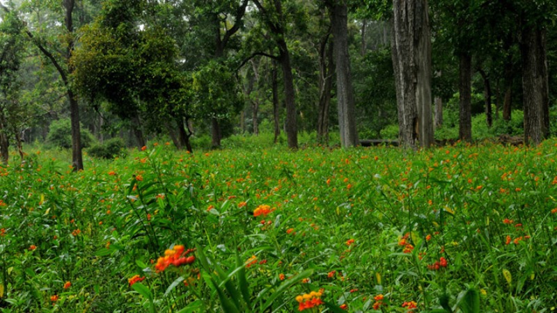 Rupam2234's tweet photo. The idea behind deforestation of massive Dehing Patkai Wildlife Sanctuary, also called "Amazon of the east", exclusively for coal mining is exasperating. Start bringing kindness in the act towards nature... #savedehingpatkai #IamDehingPatkai https://t.co/gGLsRT0owy