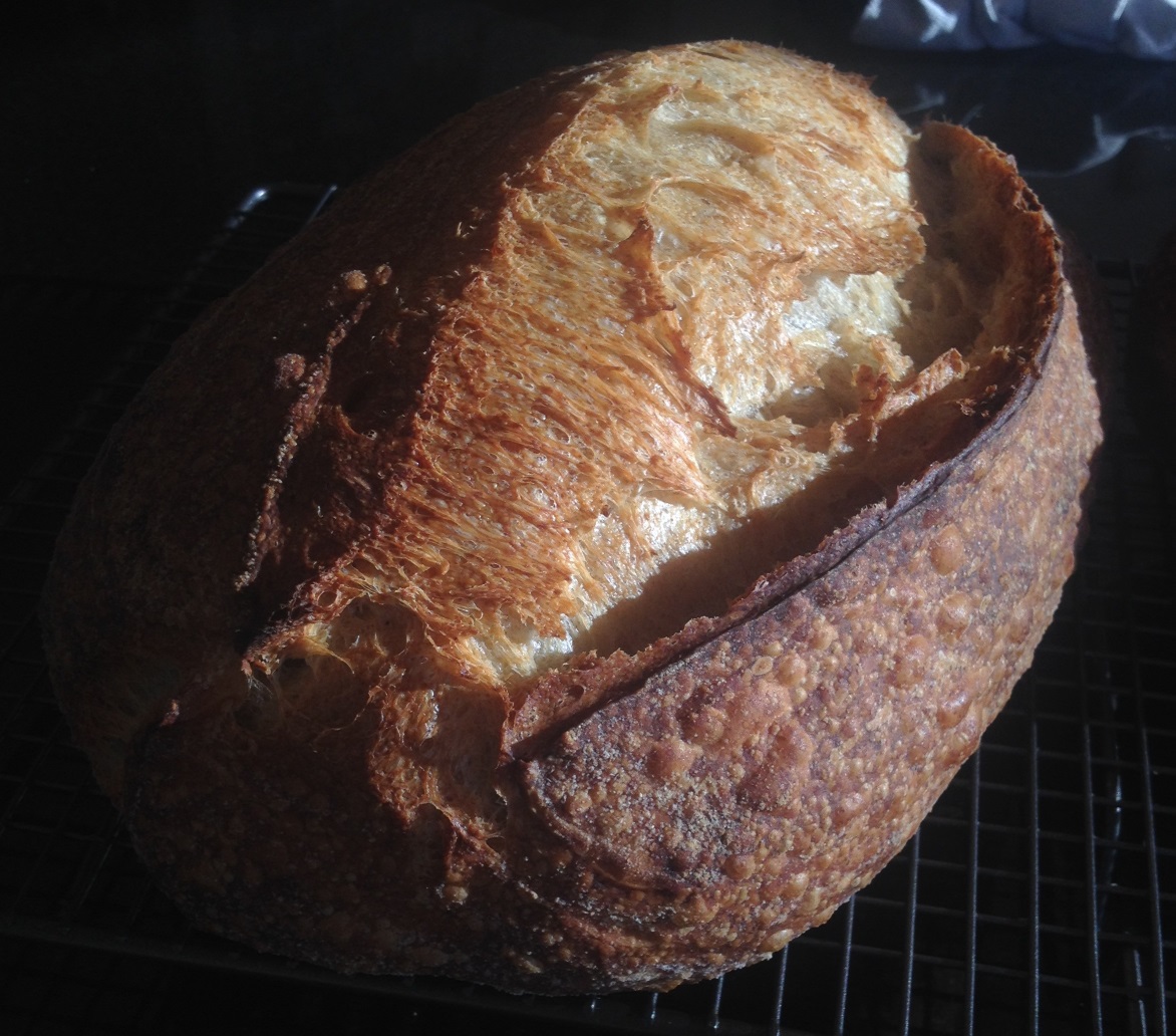 I'm calling this my covid cane toad crust #sourdough.