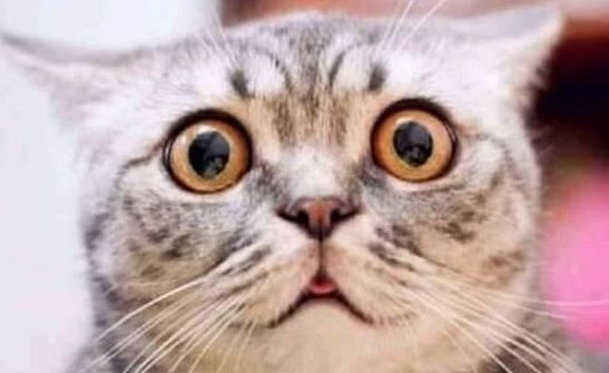 broken_memer's tweet photo. Sis_ maggie khayega tu?
Me_ ha ha sis
Sis_ja fir sabke leye bna la
Le_me_ https://t.co/AZsJZN5Y9o
