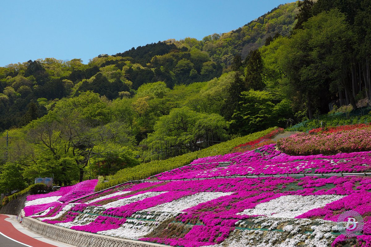 びっと على تويتر 1枚目 新緑と芝桜 2枚目 枝垂れ桜 3枚目 枝垂れ桜と芝桜を合成 笑 霞間ヶ渓 池田山 池田町 桜 芝桜 岐阜