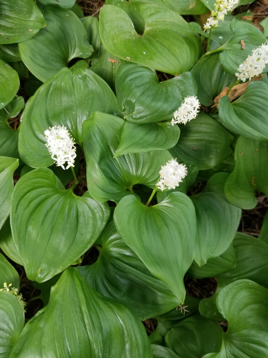 EmmaHarrower's tweet photo. Wonderful to see Spring and all the new life happening in our city #StanleyPark https://t.co/nlqjuI6KCo