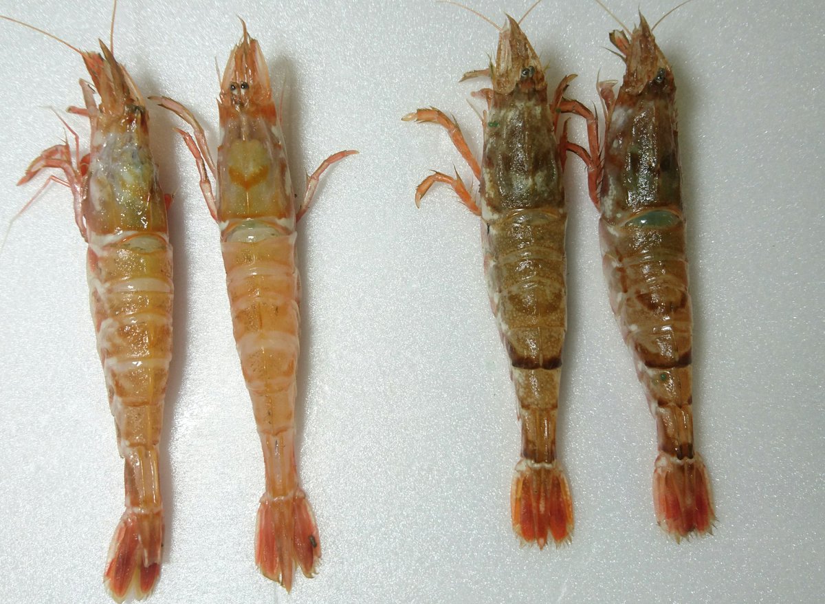 モサエビ モサエビ