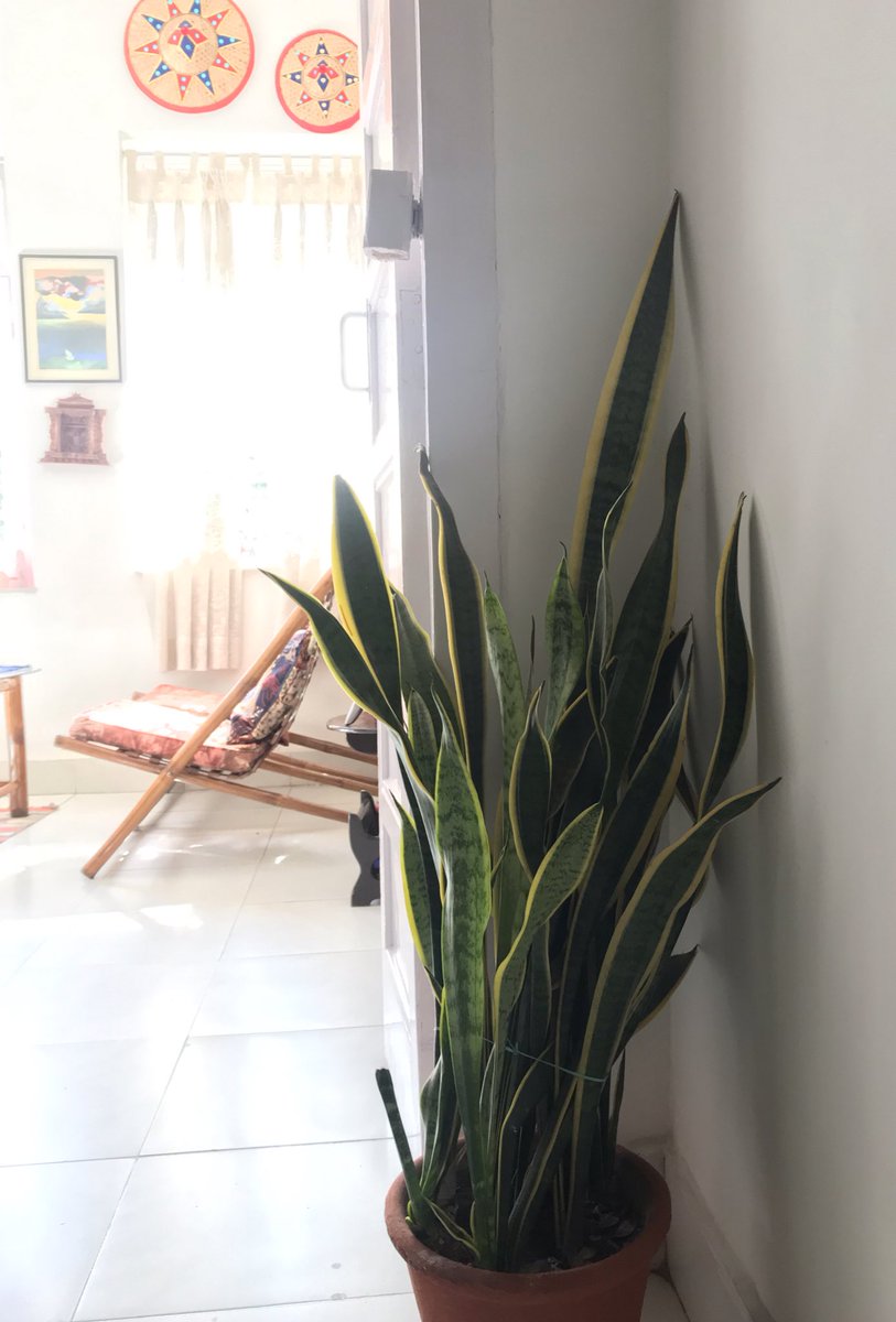 The snake plant (Sansevieria) has been an excellent decor and ideal natural air purifier for our indoors. Day 58 of  #lockdown.