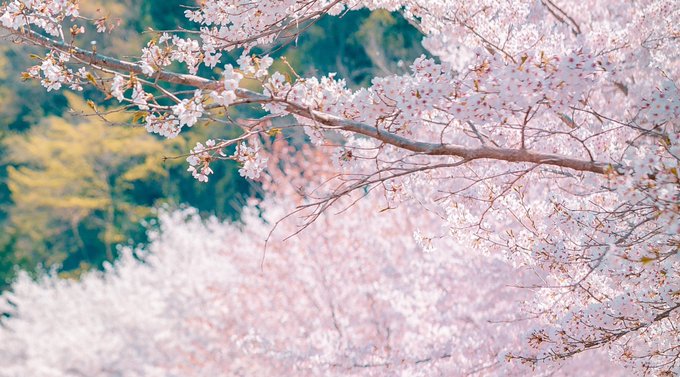 Twitterのコスプレ画像50