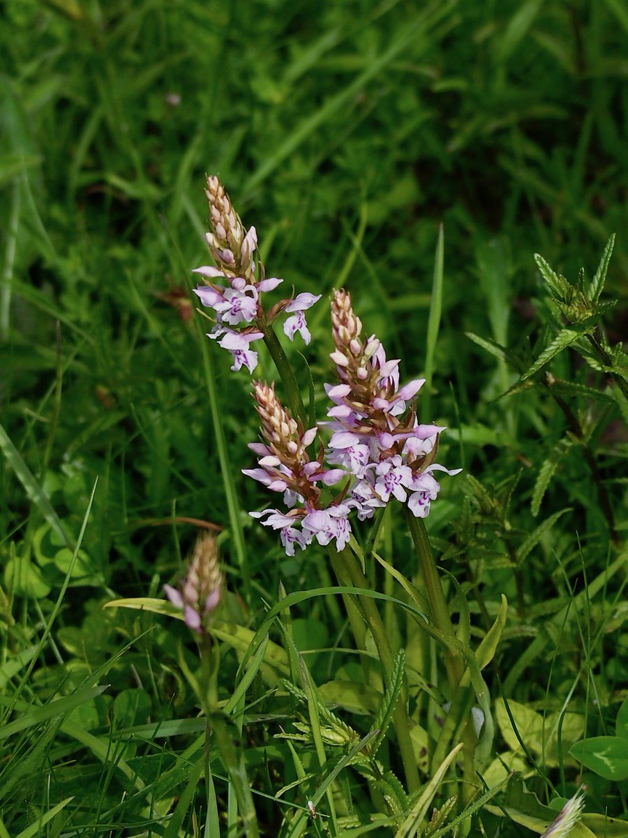 The Common Spotted orchids are also coming into their own....  Look out for yellow rattle the annual parasitic plant which weakens the grasses and provides the perfect habitat for rare chalk downland wild flowers.
