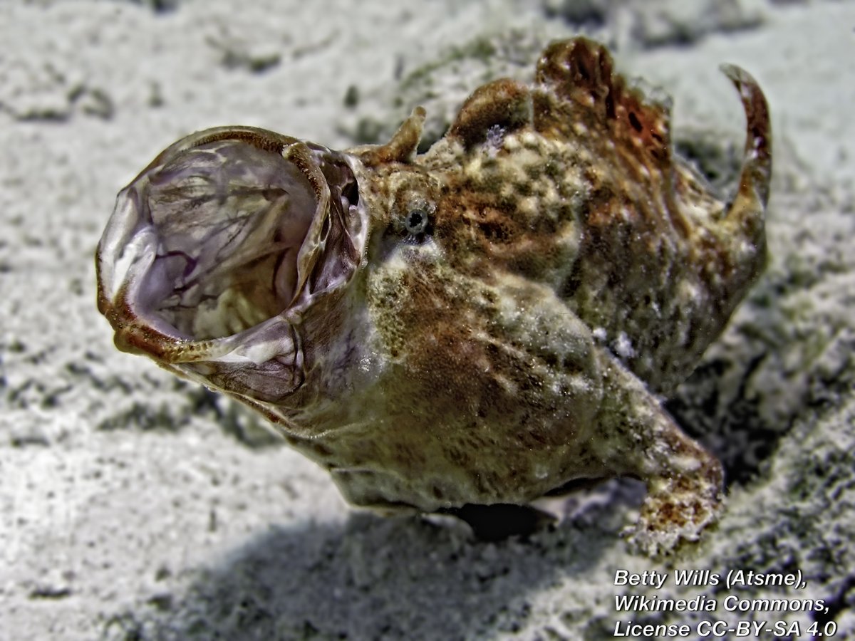 A picture of a frogfish