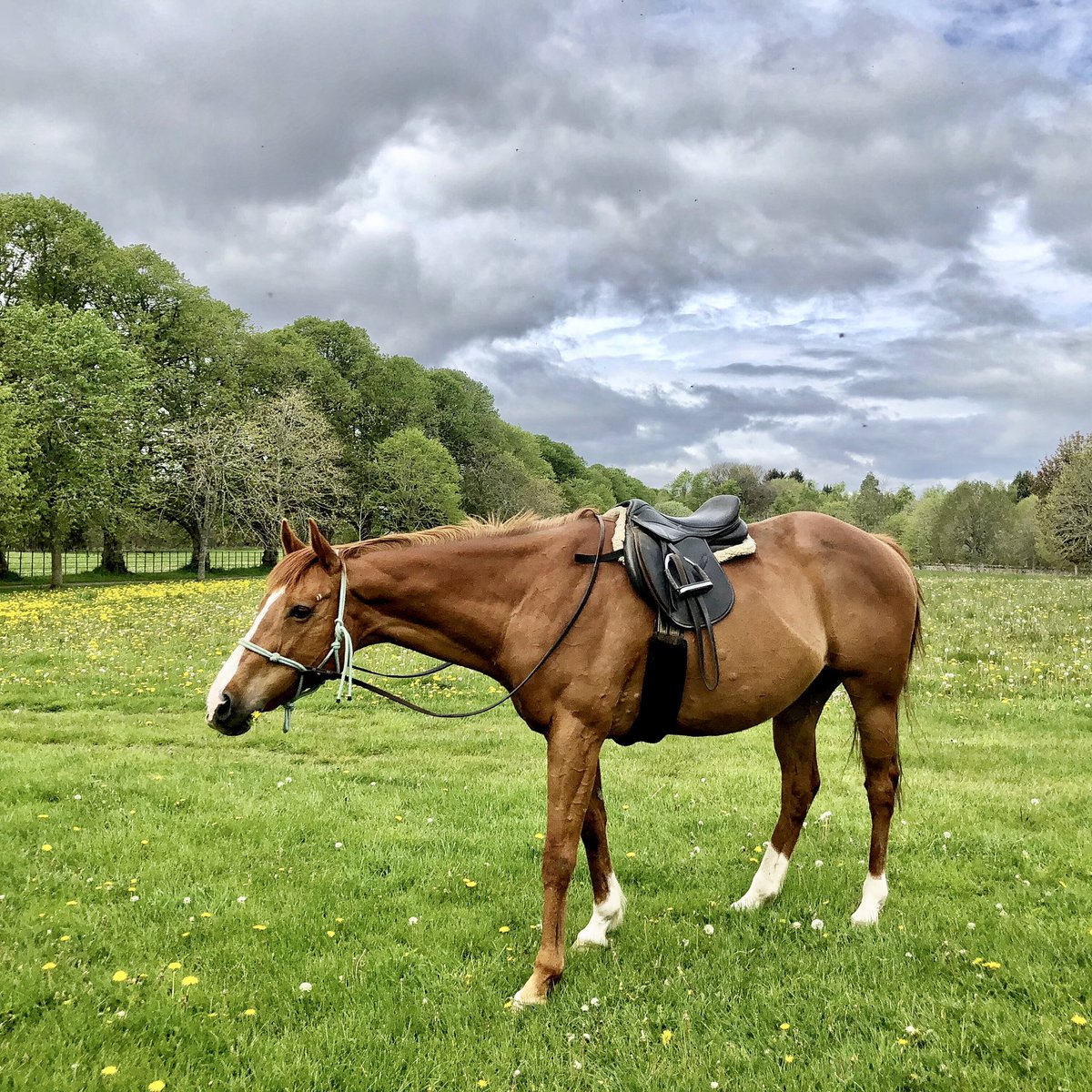 taniakindersley's tweet photo. The red mare is so happy that the spring grass has finally arrived. It’s come very late in Scotland this year and she was growing impatient. #DoctorGreen https://t.co/ls9N1nj0kC